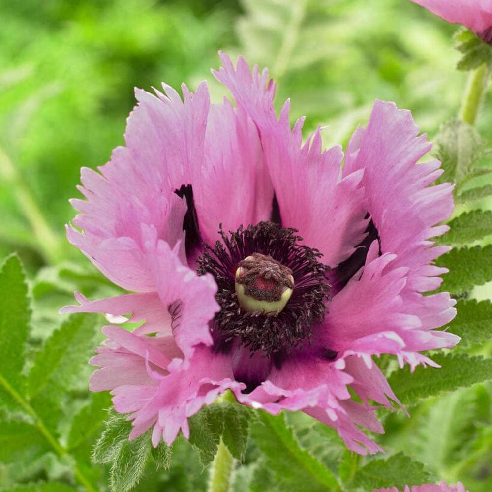 Orientalsk Valmue 'Sensation Pink Perfection'